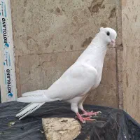 طوقی سفید نر