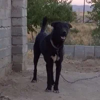 سگ ۱۲ماه اصیل سرابی