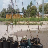 فروش نهال گلدانی هلو و شلیل  پیوندی