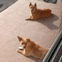 پاکوتاه نر ماده