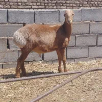 یک راس بره نر افغانی اصل