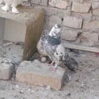 کفتر یزدی
