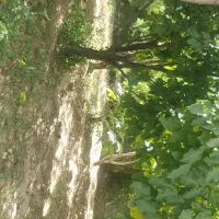 باغ-باصفا-بادرختان-مثمرمحدوده-باغبهادران