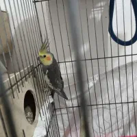عروس هلندی