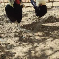 مرغ و خروس لهستانی