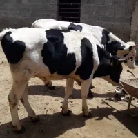 گوساله هلشتناین