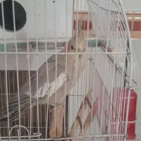 پرنده