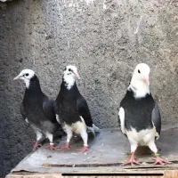 کبوتر‌کفتر جوجه‌پرشی