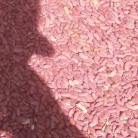 فروش لوبیا کپسولی درجه۱ بوجار
