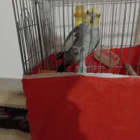 عروس هلندی
