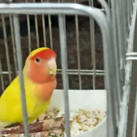 طوطی برزیلی