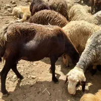 س یک عدد میش وبره غزل افشار