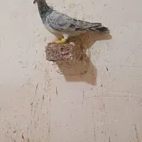 جفت خطی|پرنده|خرمدشت, |دیوار