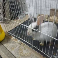 خرگوش