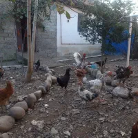 مرغ و خروس محلی