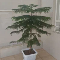 کاج مطبق