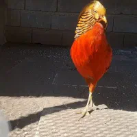 جوجه زینتی