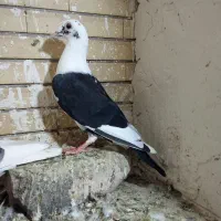 حیون شهرستان قلدرور