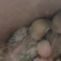 جوجه کوتوله پاستیلی