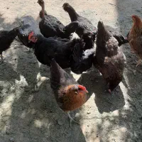 وار جوان مرغ جوان