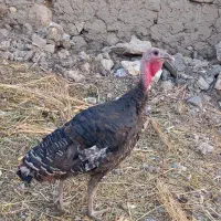 بوقلمون