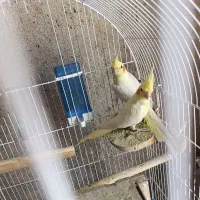 دو جفت عروس هلندی حراج
