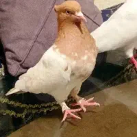 کفتر معاوضه با عروس و مرغ عشق
