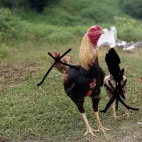 خروس لاری