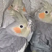 عروس هلندی با جوجه عروس هلندی