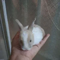 خر گوش ناز نازی