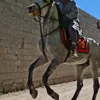 اسب|اسب و تجهیزات اسب‌سواری|تهران, پامنار|دیوار