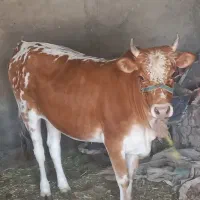 گوساله گیلک چاق درجه یک