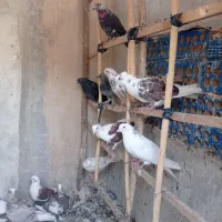کفتر گرفتنی
