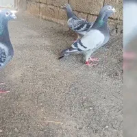 سلام یک جفت نر مسافتی