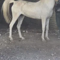 مادیون سفید