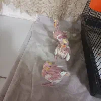 جوجه عروس هلندی