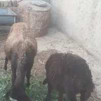 میش و بره ،قیمت ۳۹ملییون