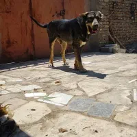 توله پژدر عراقی