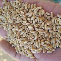 گندم آبی چاق تمیز تمیز تناژی