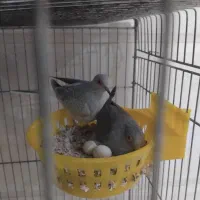 کبوتر زینتی