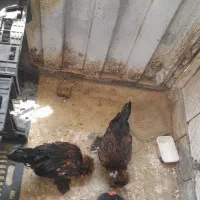 جوجه خروس سلطان