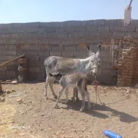 الاغ