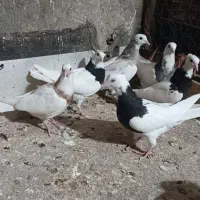 جوجه طوقی