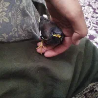 جوجه مینا