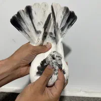 کفتر پرشی همه خوب