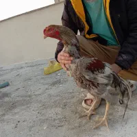 خروس ابرش هندی