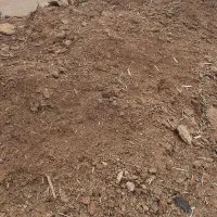 پهن گوسفندی
