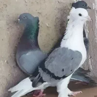 کبوتر  پشت سبز و سبز کاکلی زاغ و طوقی جوجه
