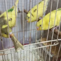 یک جفت مرغ عشق تعویض با عروس هلندی ماده