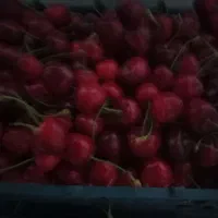 گیلاس‌کرتی